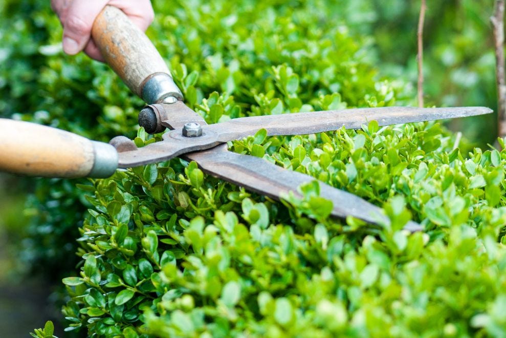 man cutting hedge