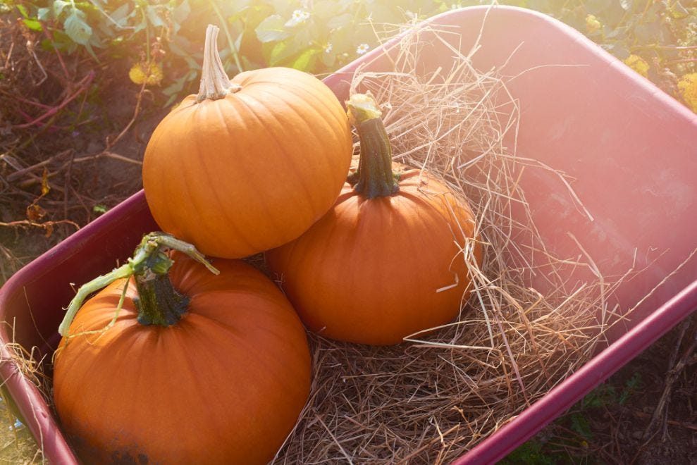 harvested pumpkins in red wheelbarrow with straw