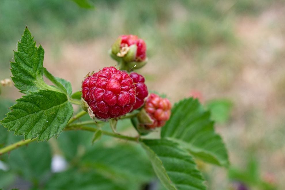 raspberry plants