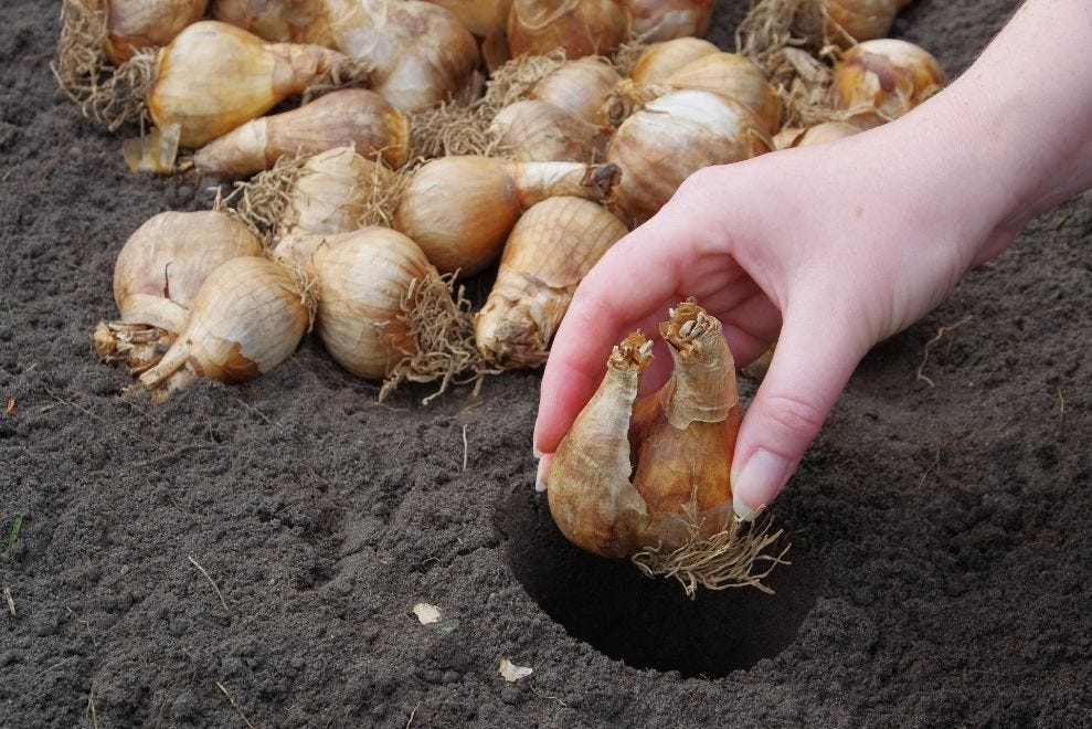hand planting autumn bulbs in garden