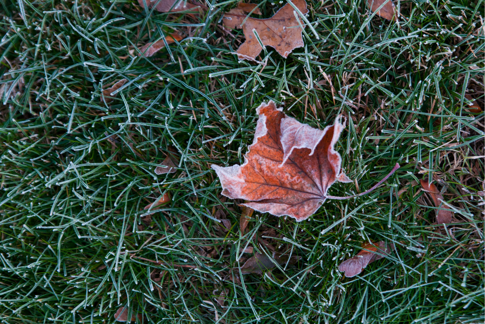 frost on lawn
